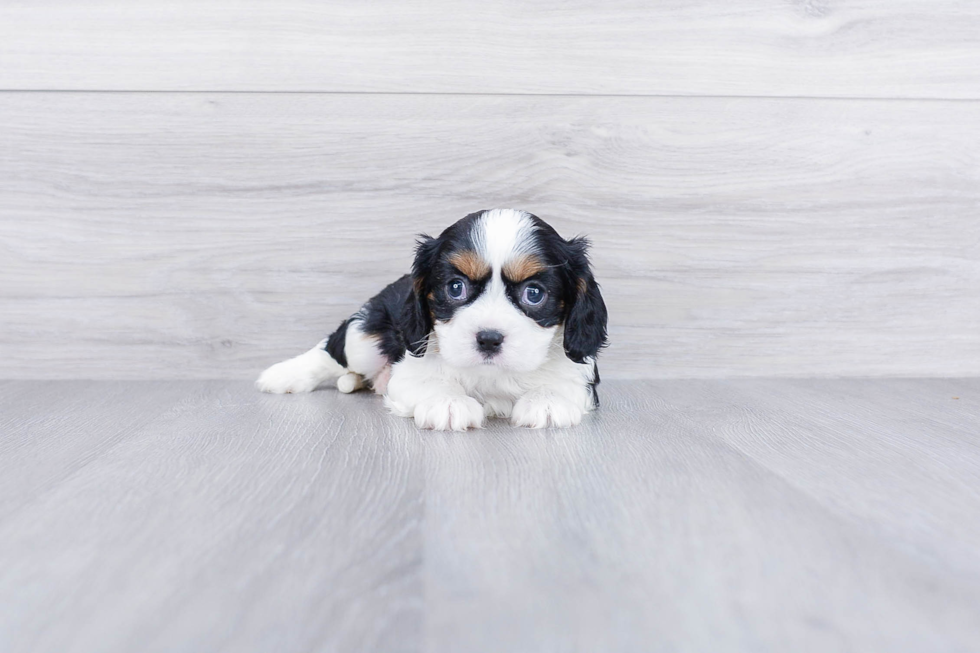 Fluffy Cavalier King Charles Spaniel Purebred Puppy