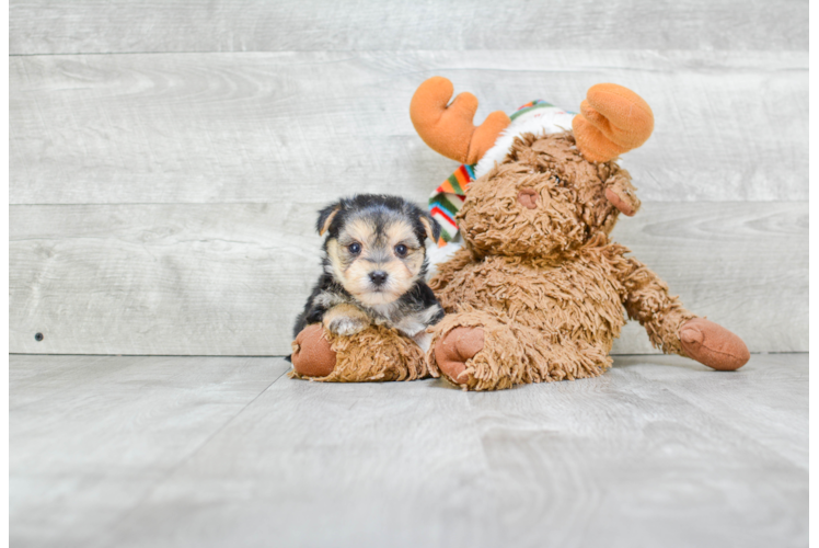 Happy Morkie Baby