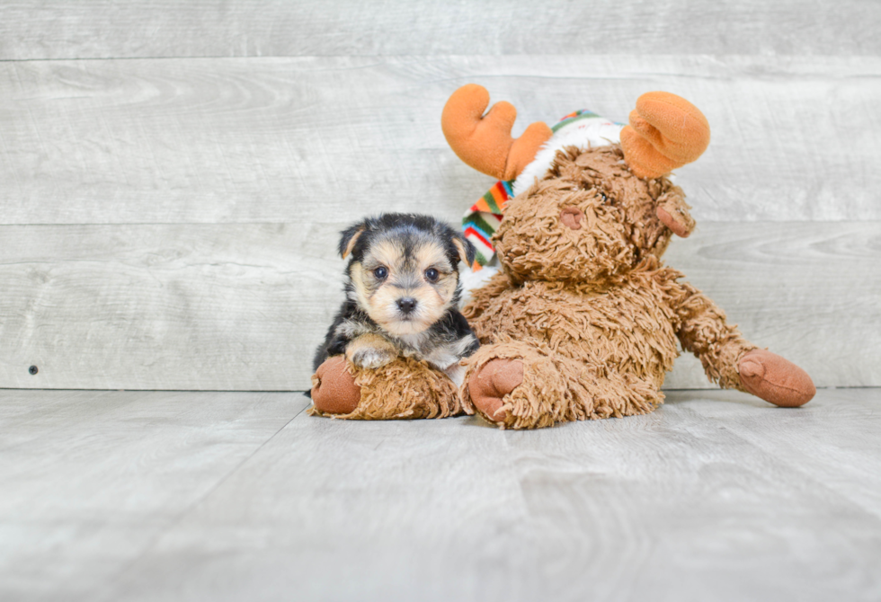 Happy Morkie Baby