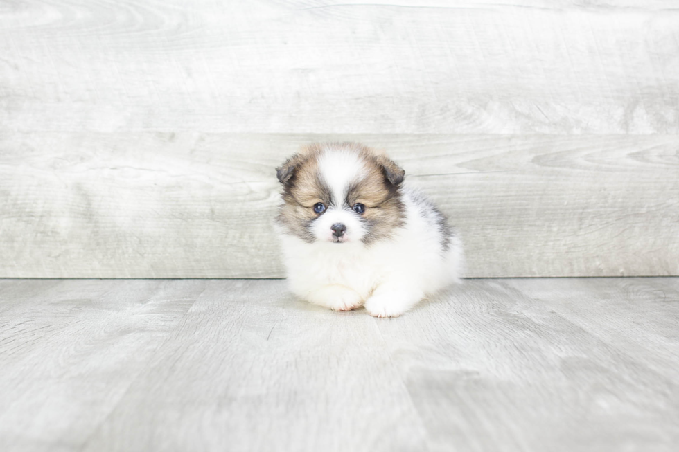 Akc Registered Pomeranian Purebred Pup