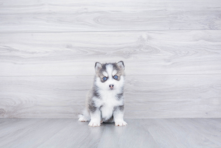 Pomsky Pup Being Cute