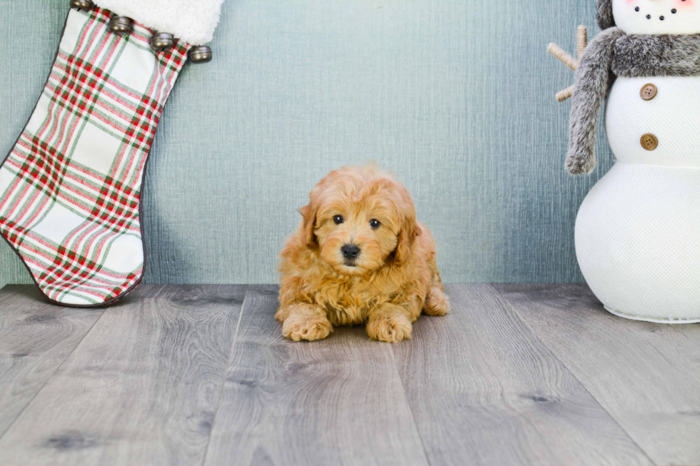 Friendly Cavapoo Baby