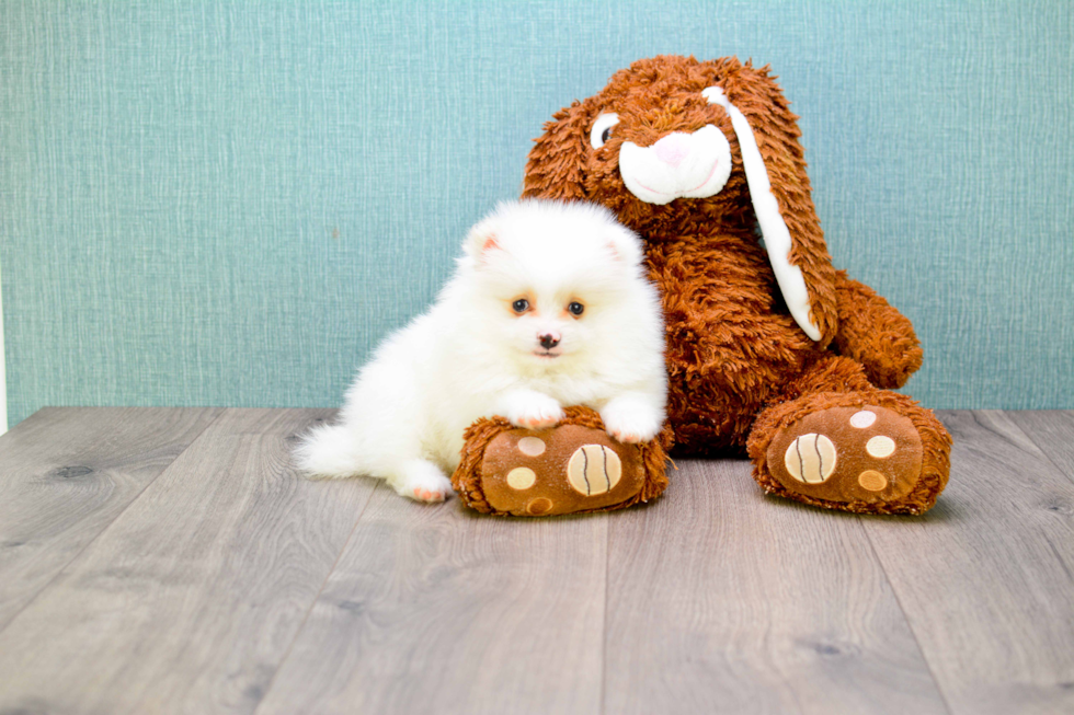 Pomeranian Pup Being Cute