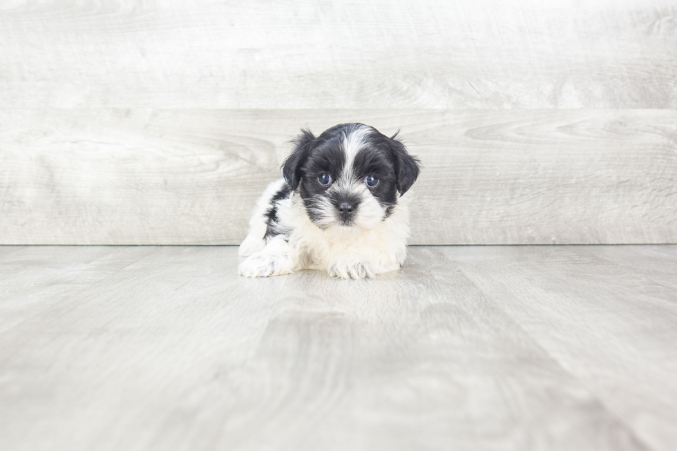 Popular Teddy Bear Designer Pup