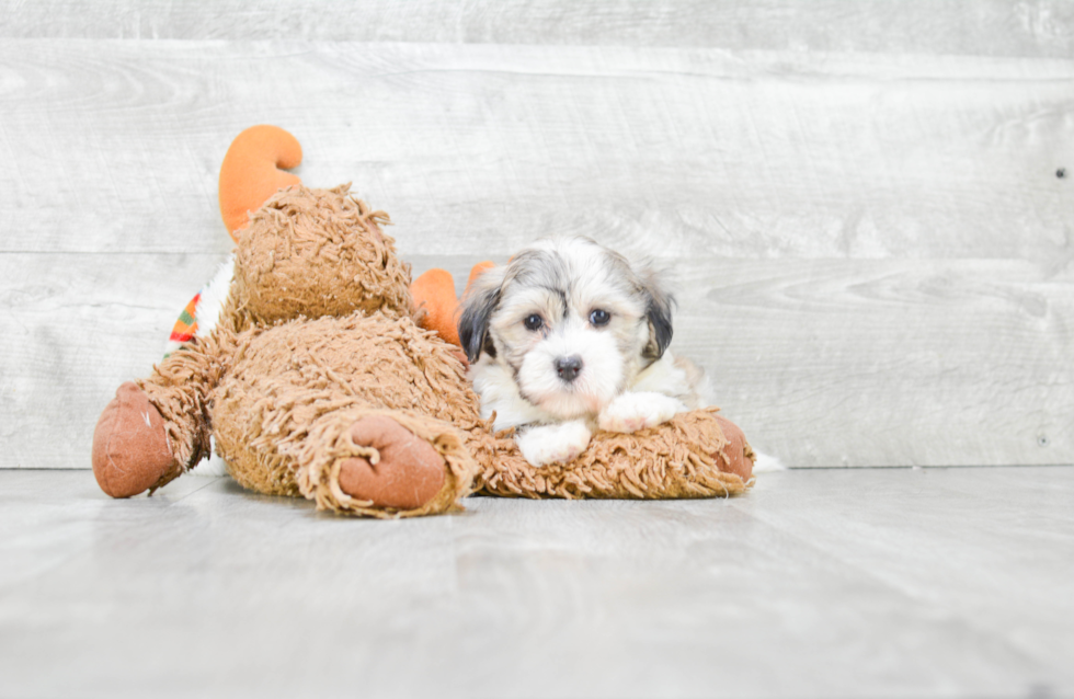 Playful Havanese Purebred Pup