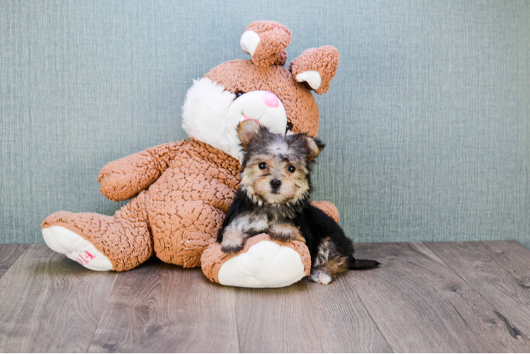 Little Yorkie Designer Puppy