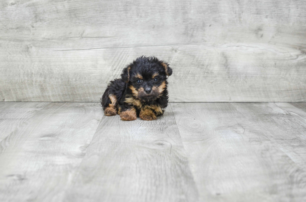 Popular Yorkie Poo Poodle Mix Pup