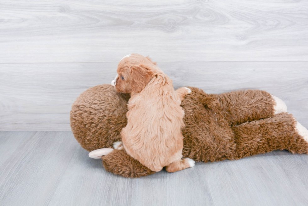 Energetic Cavoodle Poodle Mix Puppy