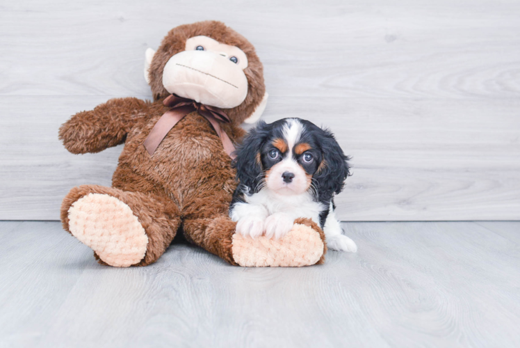 Cavalier King Charles Spaniel Pup Being Cute