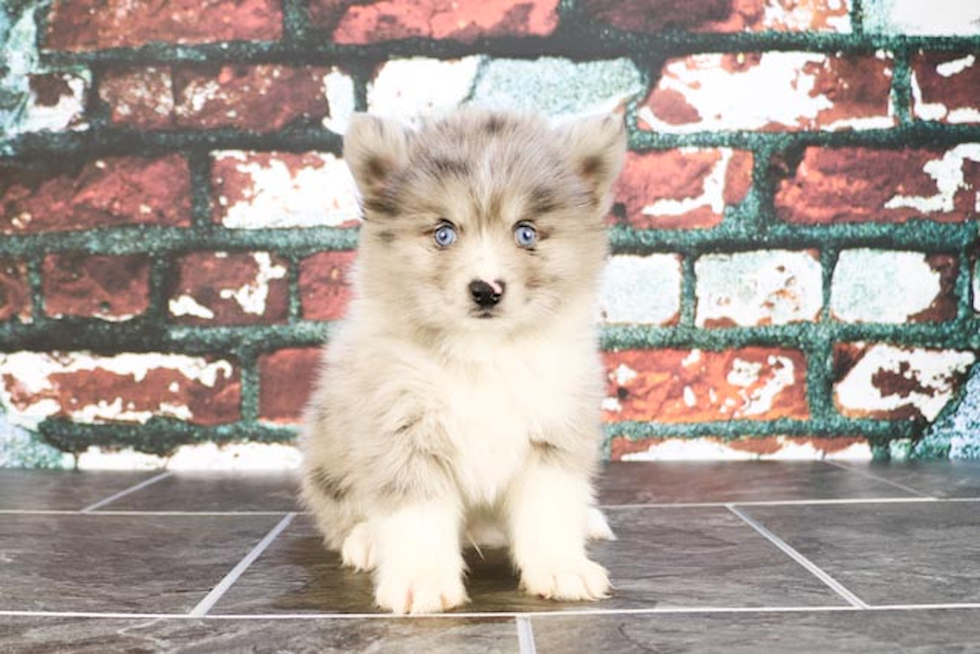 Best Pomsky Baby