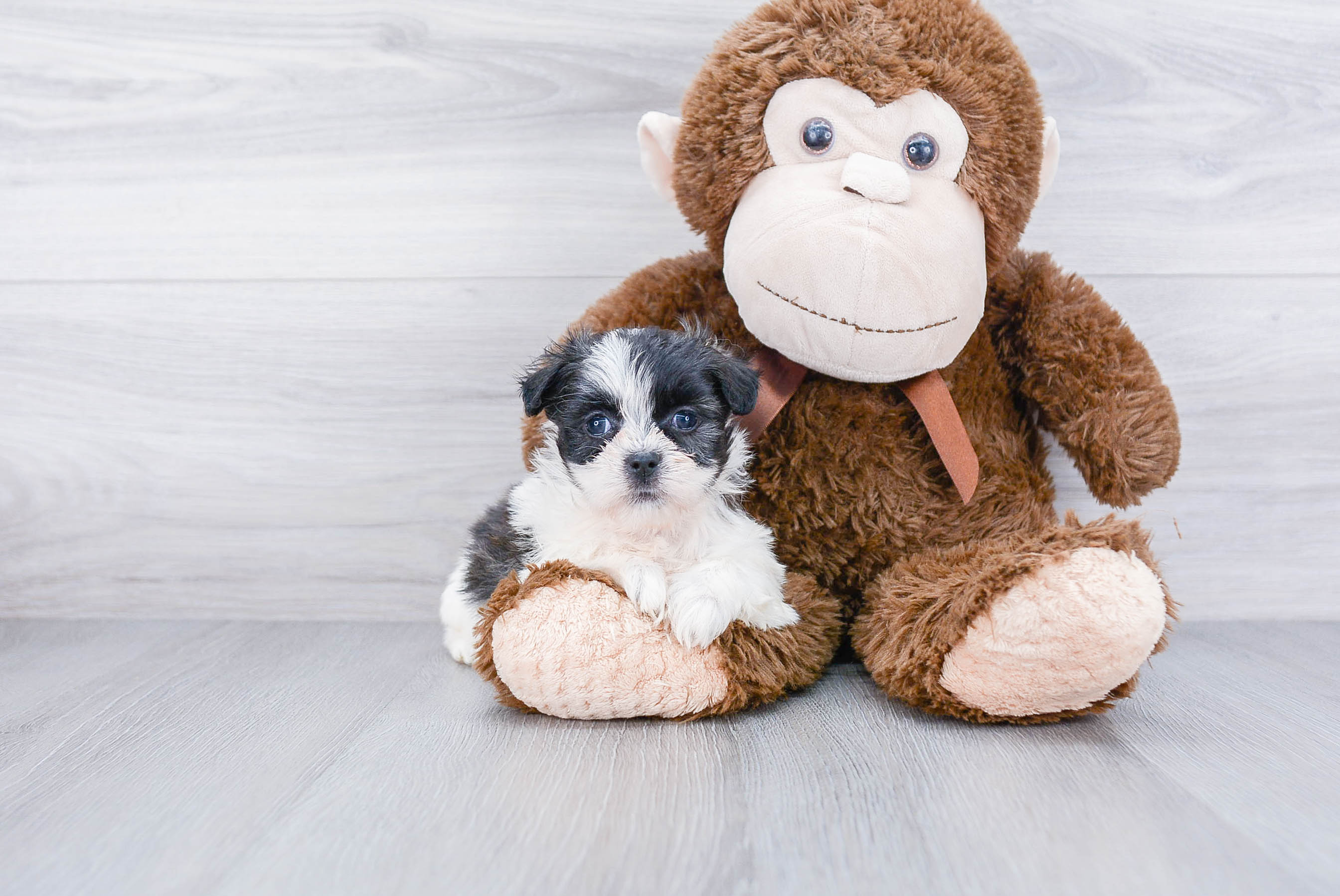 Smart Teddy Bear Designer Pup