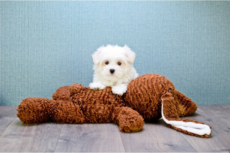 Small Maltese Purebred Pup