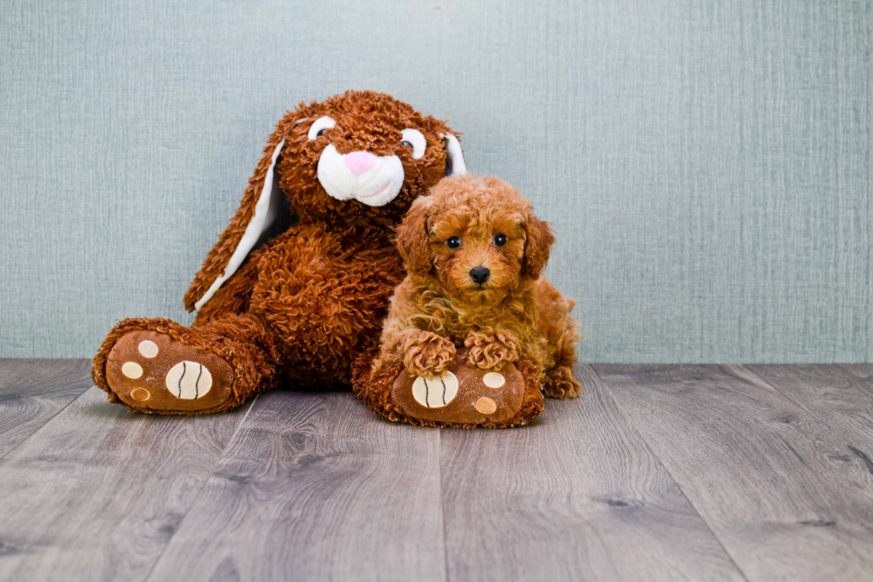 Adorable Cavoodle Poodle Mix Puppy