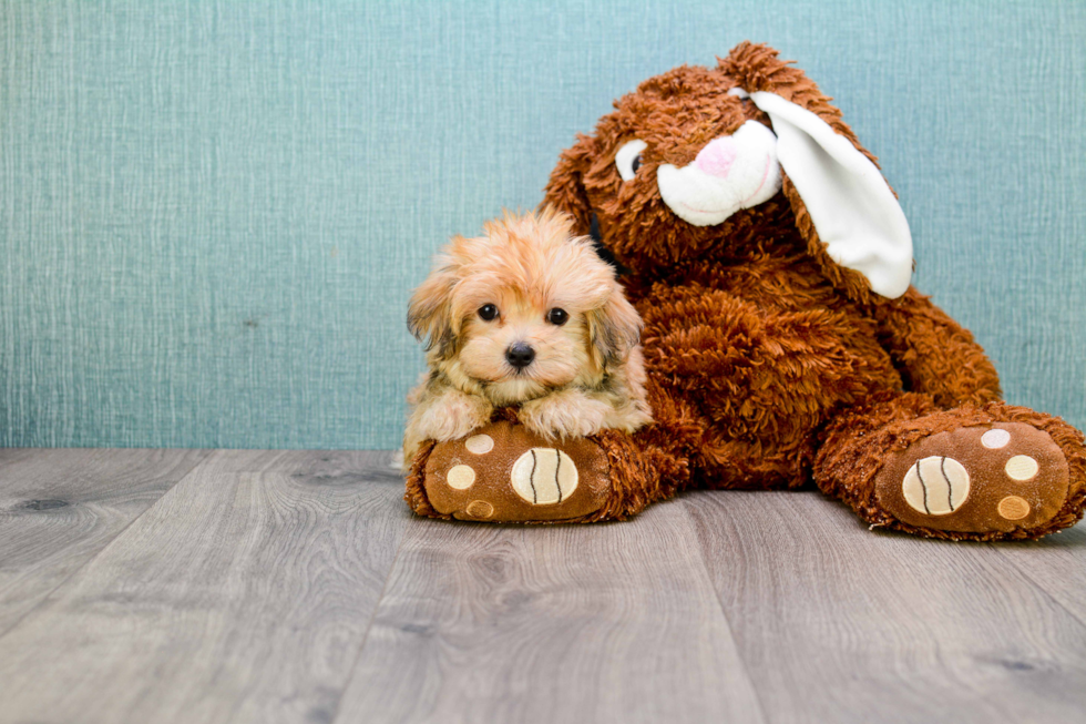 Morkie Pup Being Cute