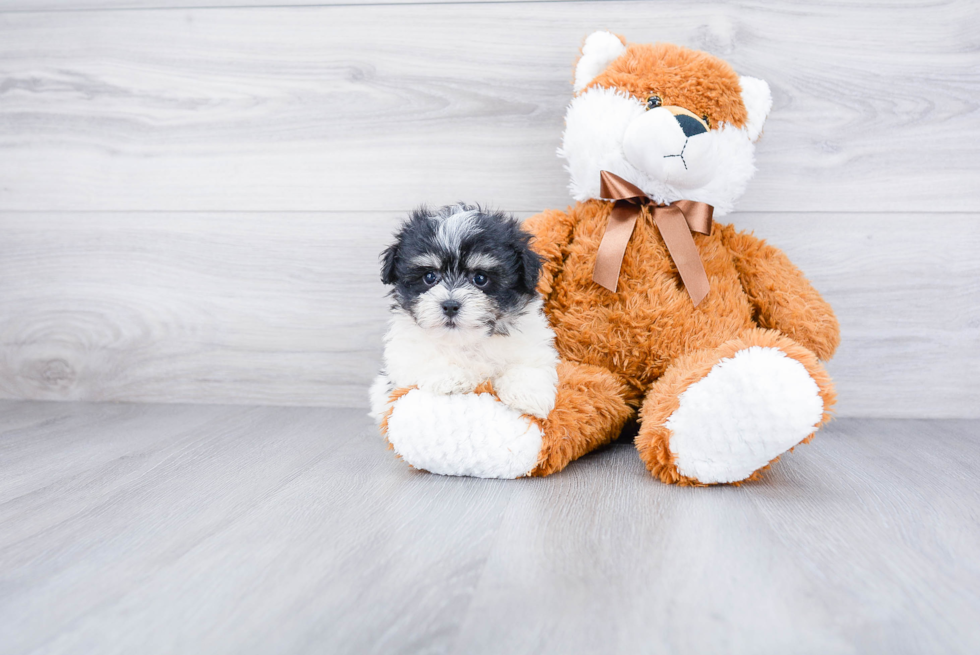 Funny Havanese Purebred Pup