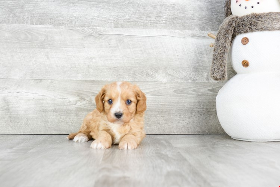 Popular Cavapoo Poodle Mix Pup