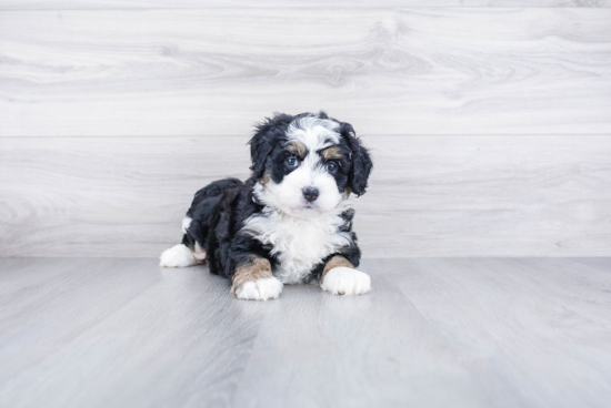 Mini Bernedoodle Puppy for Adoption