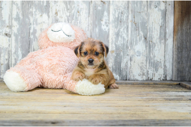 Little Shorkie Designer Puppy