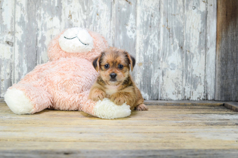 Little Shorkie Designer Puppy