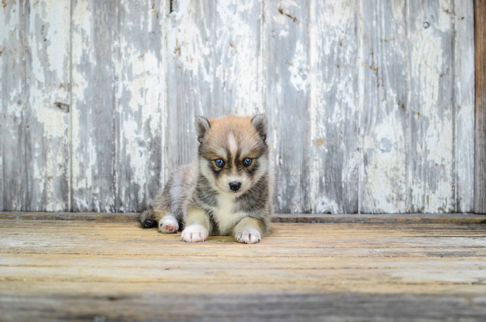 Best Pomsky Baby