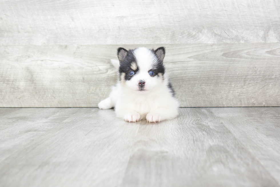 Pomsky Pup Being Cute