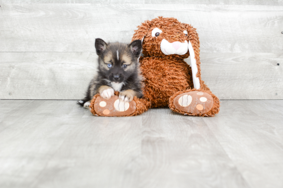 Playful Mini Husky Designer Puppy