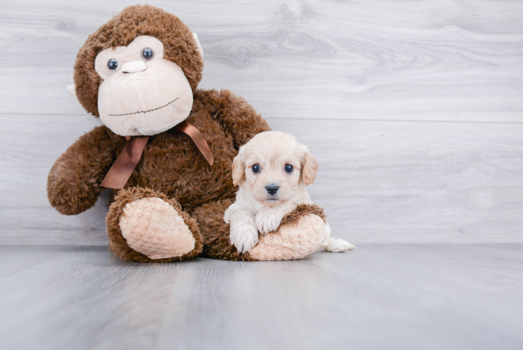 Cavachon Pup Being Cute