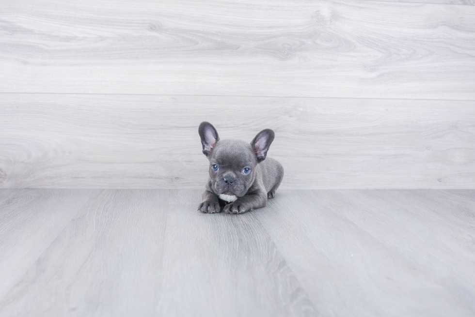 Fluffy Frenchie Purebred Puppy