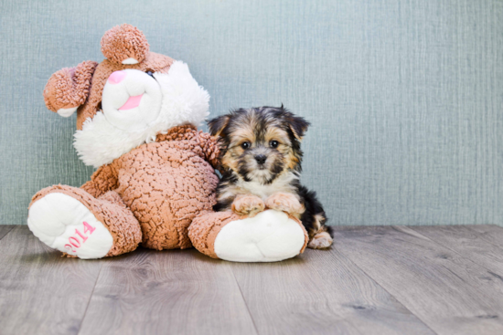 Little Yorkie Designer Puppy