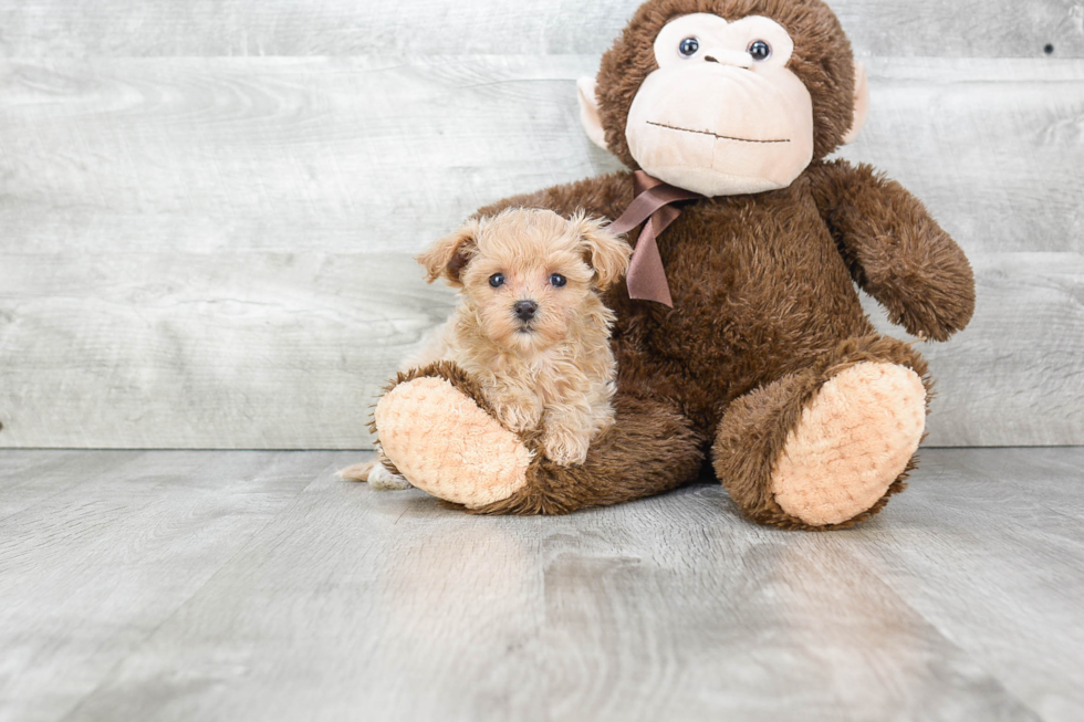 Adorable Maltepoo Poodle Mix Puppy