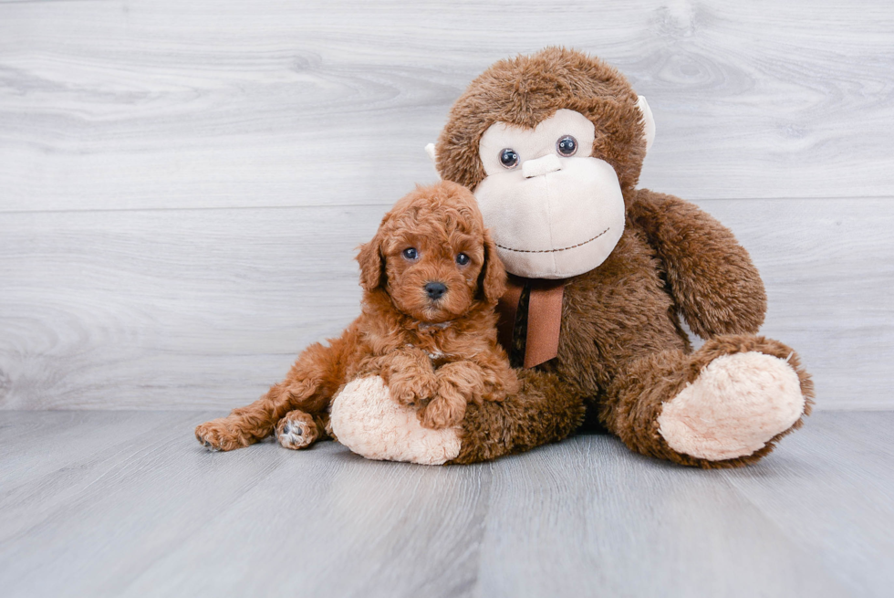 Cavapoo Pup Being Cute