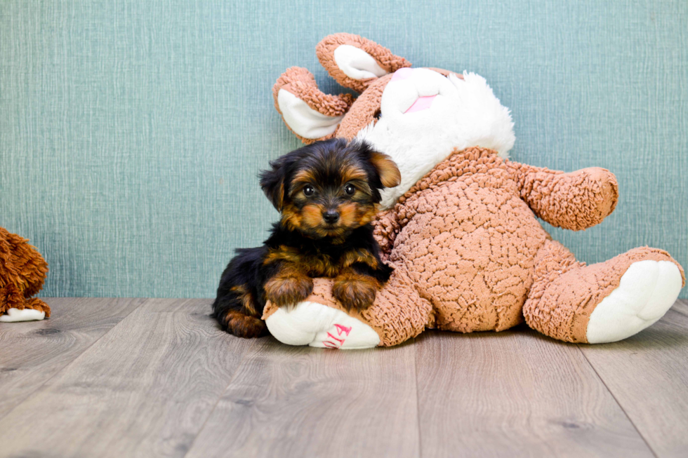 Meet Bella - our Yorkshire Terrier Puppy Photo 