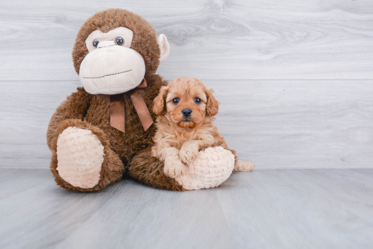 Popular Cavapoo Poodle Mix Pup