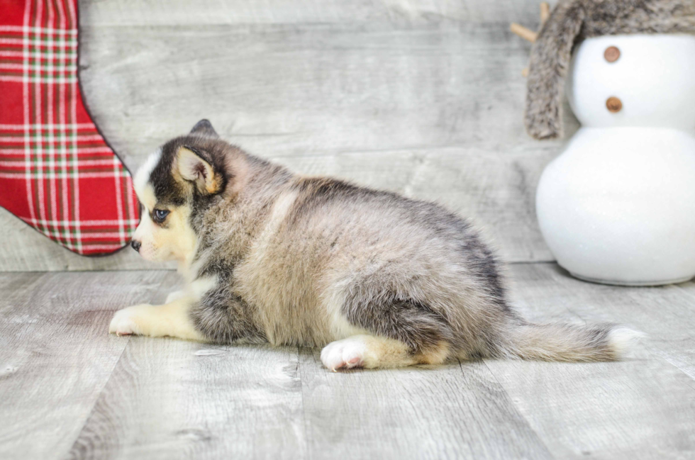 Funny Pomsky Designer Pup