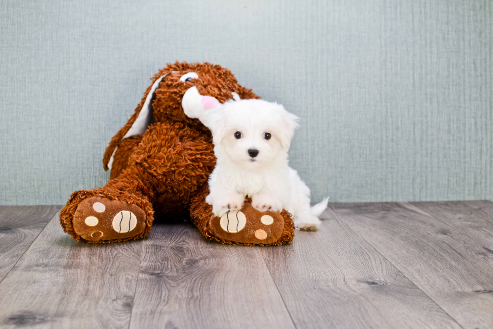 Playful Maltese Baby