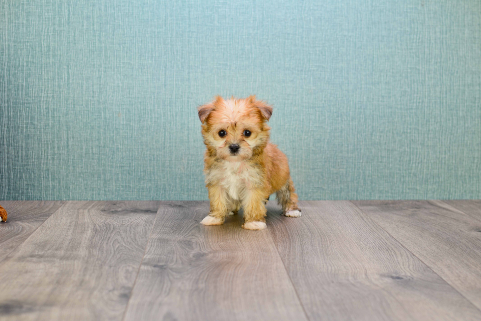 Morkie Puppy for Adoption