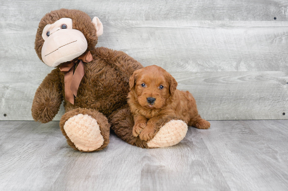 Adorable Golden Retriever Poodle Mix Puppy