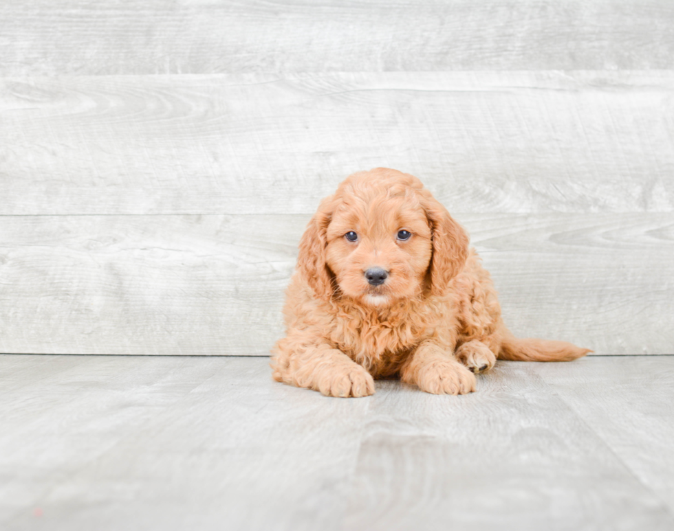 Best Mini Goldendoodle Baby