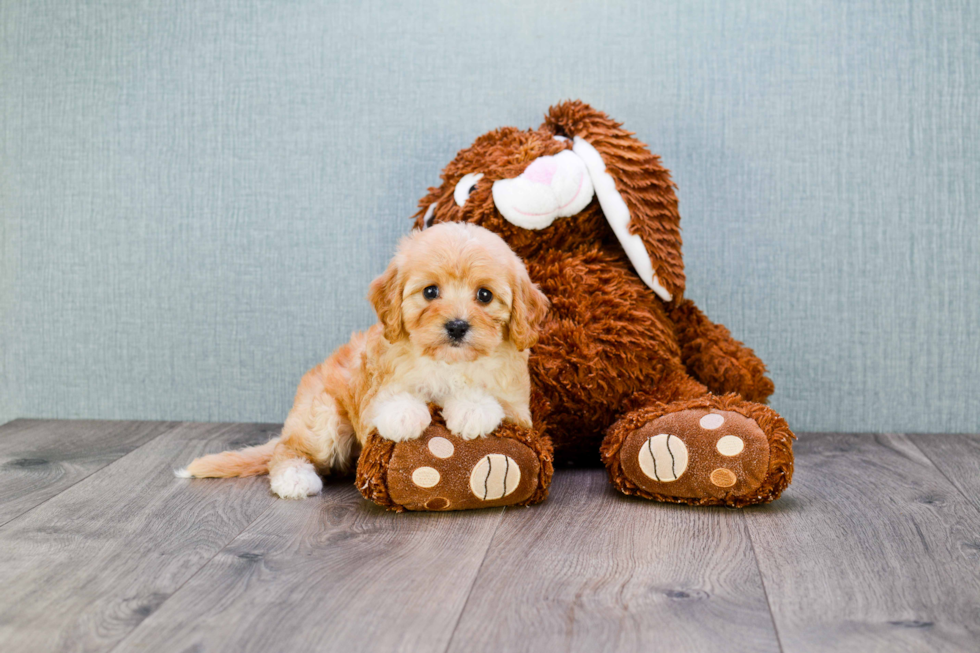 Sweet Cavapoo Baby