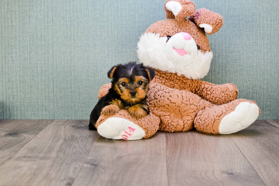 Meet Izzie - our Yorkshire Terrier Puppy Photo 