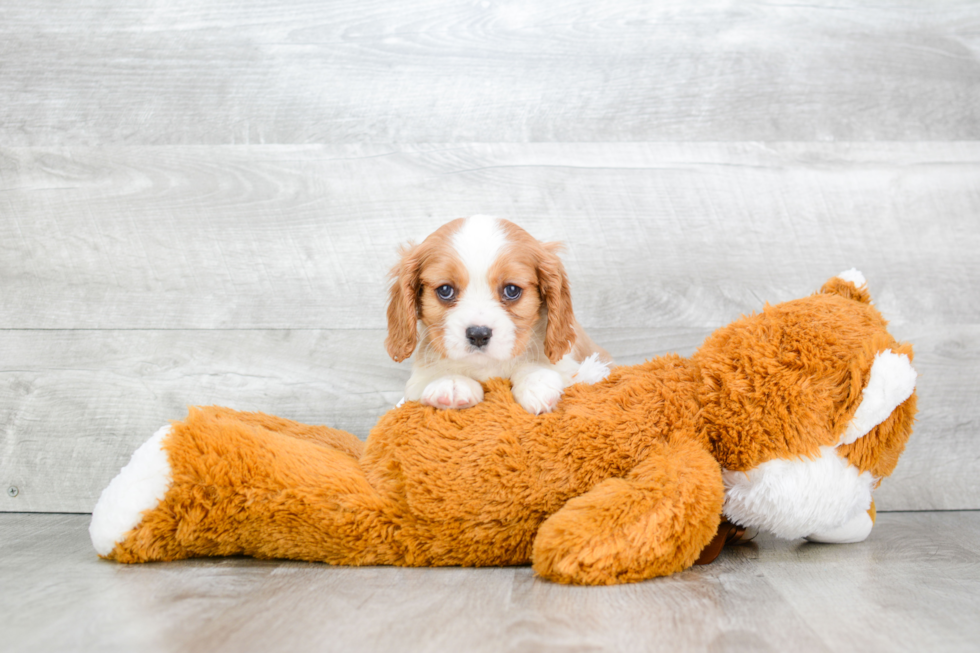 Popular Cavalier King Charles Spaniel Baby