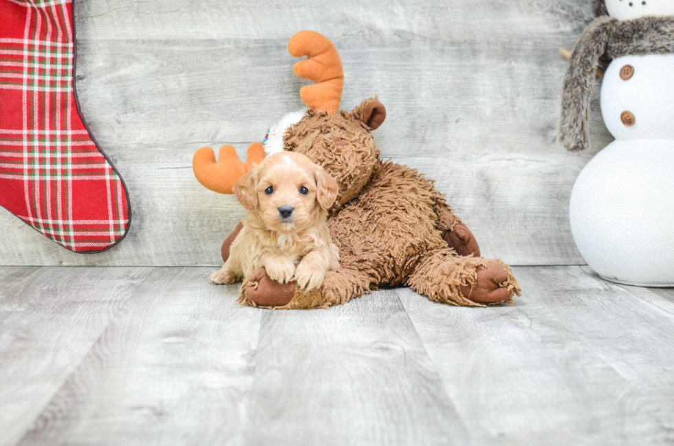 Cavapoo Pup Being Cute