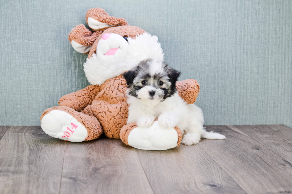 Hypoallergenic Havanese Baby