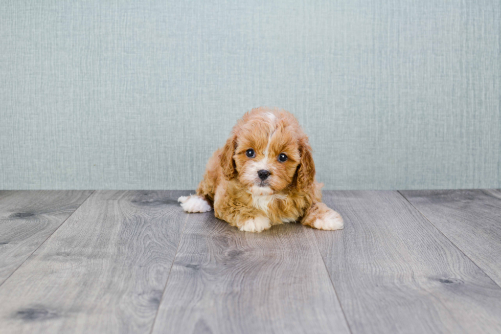 Best Cavapoo Baby