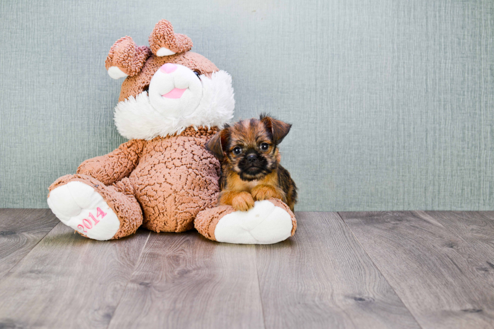 Best Brussels Griffon Baby