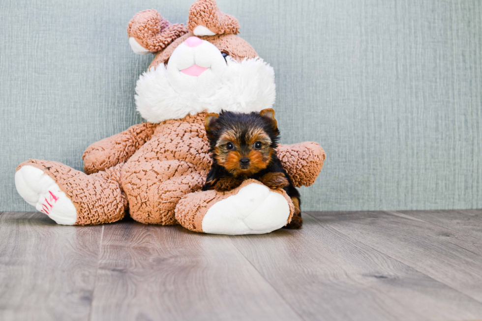 Meet Nugget - our Yorkshire Terrier Puppy Photo 