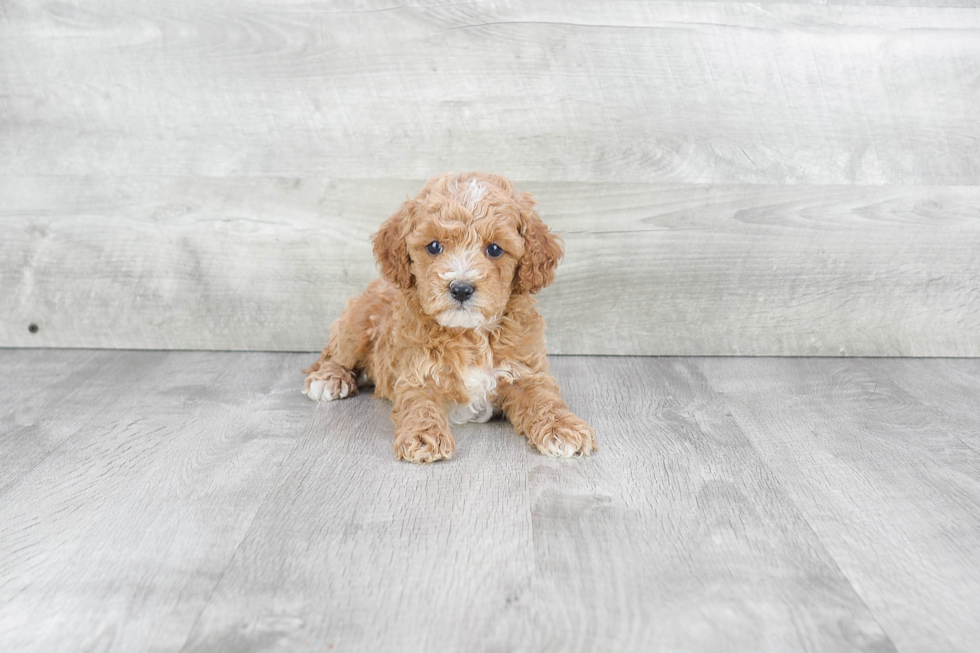 Cavapoo Puppy for Adoption