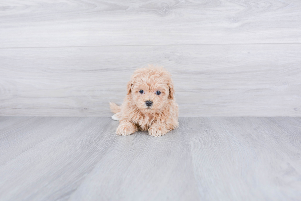 Small Maltipoo Baby