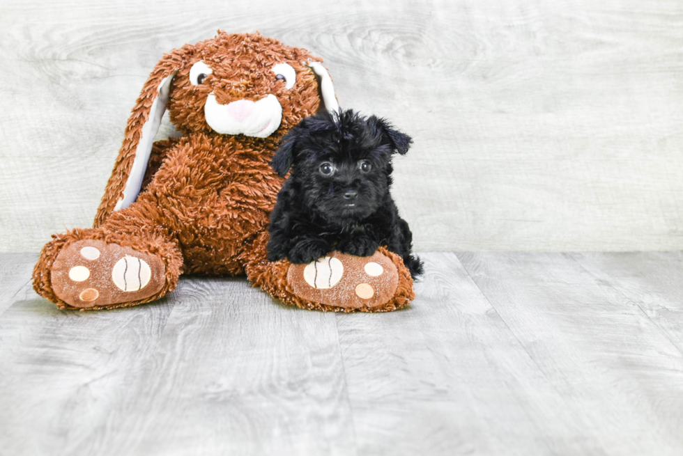 Adorable Yorkie Doodle Poodle Mix Puppy