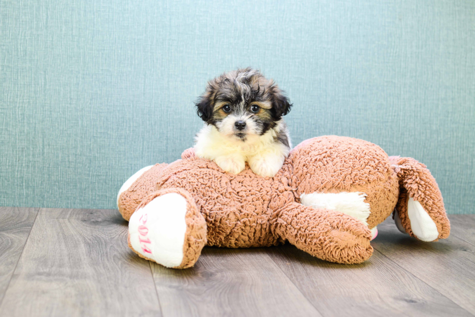 Teddy Bear Puppy for Adoption